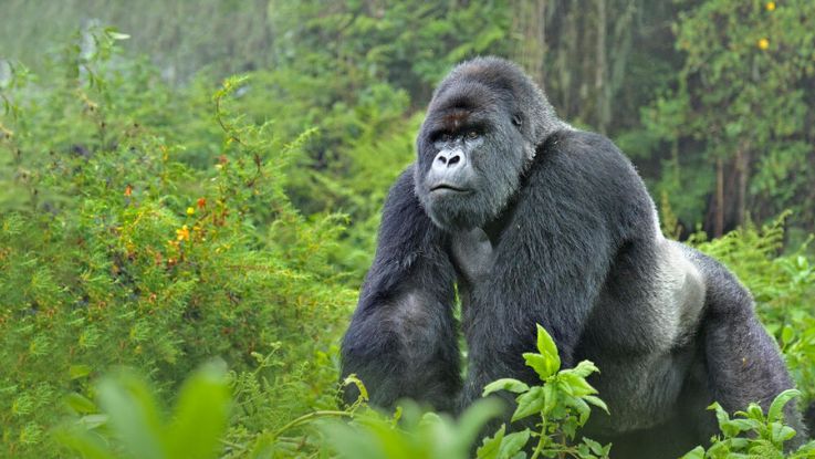 Aventura_con_Primates_en_Uganda_8_dias